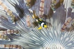 Clownfish in an anemone. 

Sodwana, South Africa by Jason Keeton 